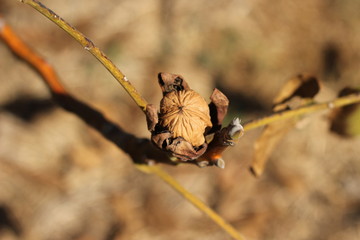 close up of a walnut nut dried on a walnut tree growing on a small organic farm in rural New South Wales, Australia