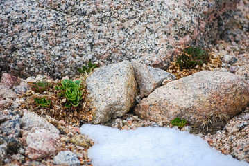 green succulent plant in rocks