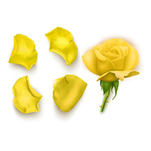 Set Of Yellow Rose Petals , Close-up On A White Background Can Be Used For Design Of Romantic Greetings. Vector Eps10 Illustration