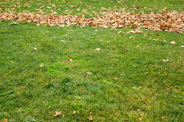 Wall Mural - close up green grass landscape and fallen autumn leaves