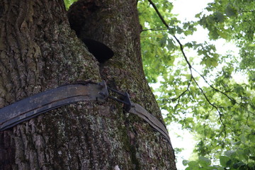 trunk of a tree. strengthening the trunk of an old tree. metal ring around a tree trunk. Catherine park in Tsarskoe Selo near Saint Petersburg, Russia.