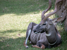 Portrait Of A Lesser Kudu
