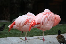 Pink Flamingos In Las Vegas Habitat