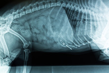 X-ray Image Of The Abdominal Cavity. Pins In The Stomach Of The Dog..Foreign Body In The Picture Of The Animal. Dog Do X-rays On The Veterinary X-ray Machine