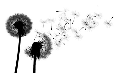 Wall Mural - Shiluete grown dandelion and dandelion on white background