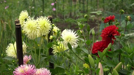 Wall Mural - Group of growing chrysanthemum on garden. Gardening concept