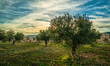 © JuanFrancisco - Picture on an olive trees and almond trees field during a sunny sunset in Spain - Image