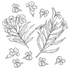 Hand Drawn Oleander Flower With Branches And Leaves On White Background Vector Illustration
