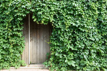 Fence Overgrown With Grapes Wooden Door On The Left
