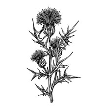 Thistle Branch With Three Flowers. Sketch. Engraving Style. Vector Illustration.