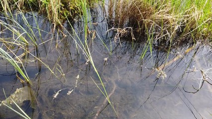 Wall Mural - reeds in the water