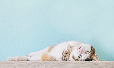 Wall Mural - Cute tabby cat lying down and looking curious to the camera.