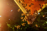Fototapeta Zwierzęta - honey bees on honeycomb in apiary in summertime 