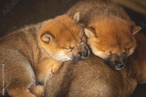Group Of Red Beautiful Shiba Inu Puppy Sleeping Together In