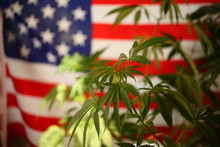 America Legal Marijuana Concept. Medical Cannabis