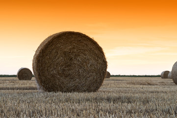 haystacks lie on a field harvesting