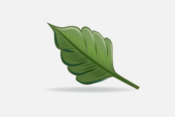 Wall Mural - Leaf health nature logo vector