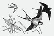 Three barn swallows hirundo rustica flying over flowers and grasses, after antique engraving from early 20c.