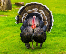 Beautiful Portrait Of A Domestic Turkey Spreading Its Feathers, Popular Ornamental Bird Specie, Animal Farm Pet From Mexico And Europe