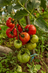 Wall Mural - Ripening tomatoes in the greenhouse