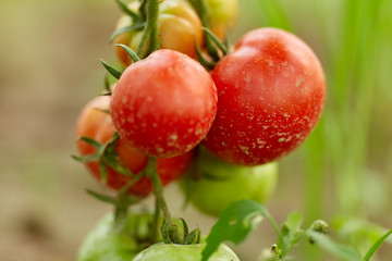 Wall Mural - Ripening tomatoes in the greenhouse