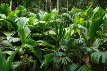 Tropical Jungle With Giant Green Fern On The Seychelles