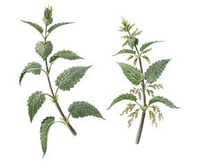 Wall Mural - Nettle Pencil Illustration Isolated on White