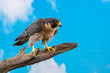 Peregrine Falcon on perch with blue sky and cloud backdrop