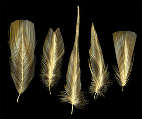 Set of isolated feathers. Vector illustration