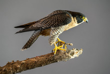 Peregrine Falcon Perched On Branch With Plain Gray Background