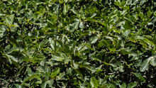 Texture Image Of Green Fig Leaves