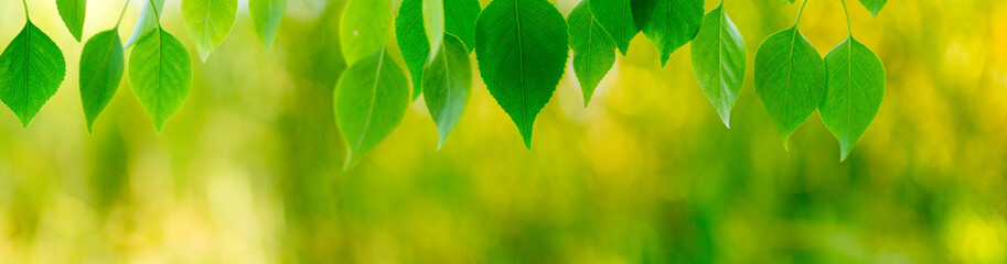 Wall Mural - green leaves on green bokeh background, a leafy shade