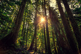 Fototapeta  - Sunrise in the Tall Trees. Olympic National Forest