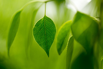 Wall Mural - green leaves on green bokeh background, a leafy shade