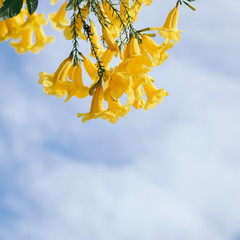 Yellow elder, Trumpetbush, Trumpetflower, Thai flower in nature.