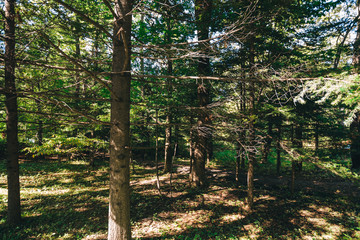 green forest. fur tree