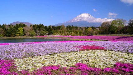 Wall Mural - 春の富士山と芝桜