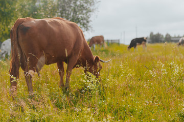  red cow in pasture in rural area. cow eating grass