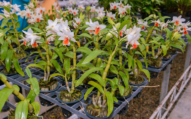 Beautiful orchid flower and green leaves background in nursery farm