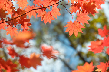 Wall Mural - Red maple leaves border at autumn forest, blurred background. Season changing. A tree branch of maple, fall.