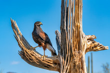 Harris's Hawk Parabuteo Unicinctus In Sonoran Desert