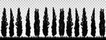Realistic Illustration Of A Windbreak From A Row Of Poplar Trees With Grass And Space For Text. Isolated On Transparent Background, Vector