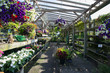 © _chastar_ - flowers from the Vancouver Botanical Garden