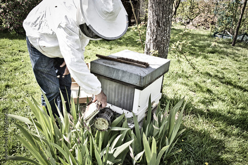 Fotografía Commercial beekeeper at Work, Cleaning and Inspecting Hive
