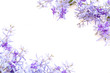 Frame made of purple flowers  on white  background. Flat lay, top view