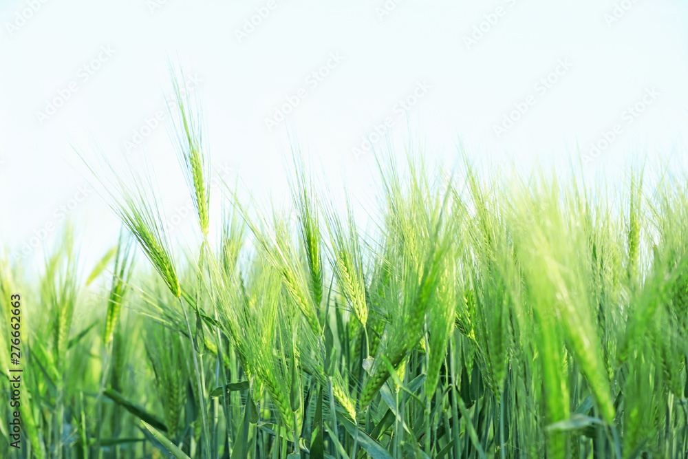 Wheat spikelets in field on sunny day