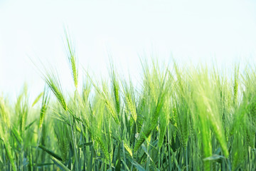 Wheat spikelets in field on sunny day