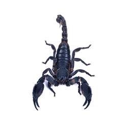 Wall Mural - Black scorpion isolated on white background