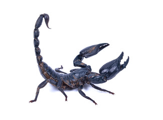 Wall Mural - Black scorpion isolated on white background