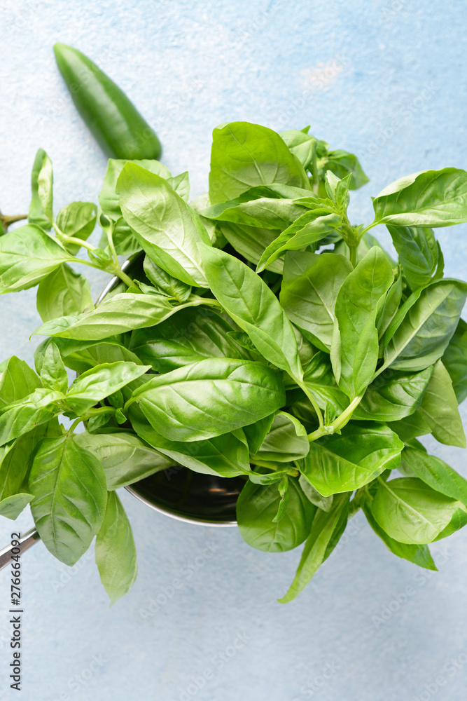 Pot with fresh green basil on color background